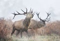 Red deer stag calling during rutting season on a misty autumn morning Royalty Free Stock Photo