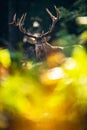 Red deer stag cervus elaphus behind ferns in autmn forest.