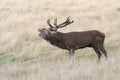 A Red Deer Stag Cervus elaphus Bellowing in a grassy field during rutting season. Royalty Free Stock Photo