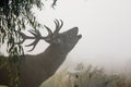 Red Deer stag Cervus elaphus bellowing or roaring