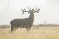 Red Deer stag Cervus elaphus bellowing or roaring Royalty Free Stock Photo