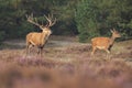 Red deer stag Cervus elaphus chasing female does. Royalty Free Stock Photo