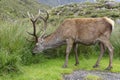 Red Deer Stag Royalty Free Stock Photo