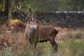 Red Deer Stag (Cervus Elaphus)