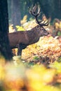 Red deer stag cervus elaphus in moisty autumn forest.