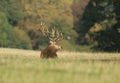 A magnificent Red Deer Stag, Cervus elaphus, resting in a field during rutting season. Royalty Free Stock Photo