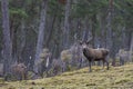 Red Deer stag in the highlands of Scotland Royalty Free Stock Photo