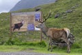 Red Deer Stag - Cervus elaphus