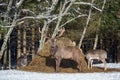 Red Deer Stag Cervus Elaphus And Two Fallow Deer Dama Dama. Group Of Different Species Of Deer Graze In Winter Field Near A H