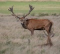 Red Deer Stag -  Cervus elaphus watching over young male Royalty Free Stock Photo