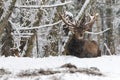 Red Deer Stag Cervus elaphus in Winter Snow. Adult noble deer with large horns covered with snow, resting on snow Royalty Free Stock Photo