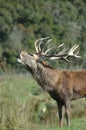 Stag roaring near bush line