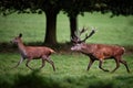 Red Deer Stag Chasing Doe Royalty Free Stock Photo