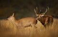 Red deer stag chasing a hind during the rutting season Royalty Free Stock Photo