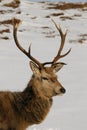 Red Deer Stag Close Portrait Highlands Scotland Royalty Free Stock Photo