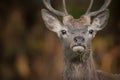 Red Deer Stag