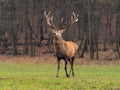 Red deer stag crossing the madow