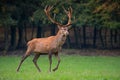 Red deer stag crossing the meadow