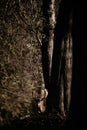 Red Deer Stag in Dark Forest Setting