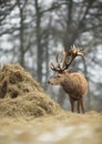 Red deer stag eating hay from haystack in winter