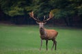 Red deer stag facing the camera
