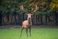 Red deer stag facing the camera in a meadow