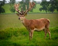 Red Deer Stag in field with antlers