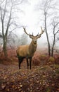 Red deer stag in foggy Autumn forest landscape