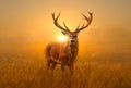 Red deer Stag on a Foggy Sunrise