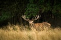 Red deer stag in forest, Dyrehaven, Denmark Royalty Free Stock Photo