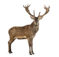 Red deer stag