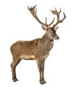 Red deer stag