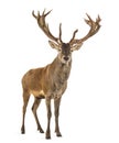 Red deer stag Royalty Free Stock Photo