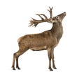 Red deer stag Royalty Free Stock Photo
