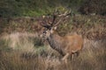 Red deer stag has picked up a female scent Royalty Free Stock Photo