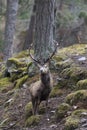 Red Deer stag in the highlands of Scotland Royalty Free Stock Photo