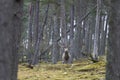 Red Deer stag in the highlands of Scotland Royalty Free Stock Photo