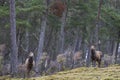 Red Deer stag in the highlands of Scotland Royalty Free Stock Photo