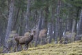 Red Deer stag in the highlands of Scotland Royalty Free Stock Photo