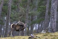 Red Deer stag in the highlands of Scotland Royalty Free Stock Photo