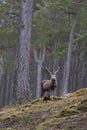 Red Deer stag in the highlands of Scotland Royalty Free Stock Photo