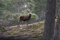 Red Deer stag in the highlands of Scotland Royalty Free Stock Photo