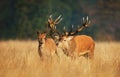 Red deer stag with a hind during rutting season in autumn Royalty Free Stock Photo