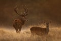 Red deer stag with a hind in during rutting season Royalty Free Stock Photo