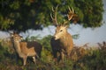 Red deer stag with a hind during rutting season Royalty Free Stock Photo