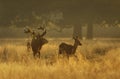 Red deer stag with a hind at sunrise Royalty Free Stock Photo