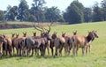 Red deer stag with hinds. Royalty Free Stock Photo