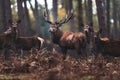 Red deer stag with hinds in autumn forest. North Rhine-Westphalia, Germany