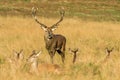 Red Deer Stag with hinds Royalty Free Stock Photo