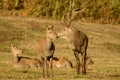 Red Deer Stag with hinds